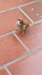 Passer domesticus