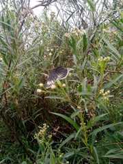 Chlosyne ehrenbergii