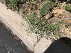 Euphorbia florida