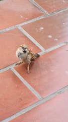 Passer domesticus