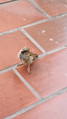 Passer domesticus