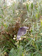 Chlosyne ehrenbergii