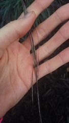 Schizachyrium scoparium