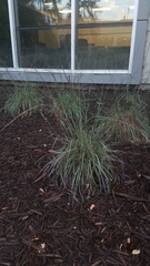 Schizachyrium scoparium