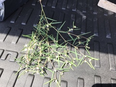 Euphorbia florida