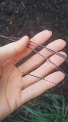 Schizachyrium scoparium