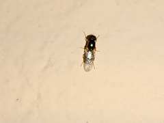 Microchrysa bicolor