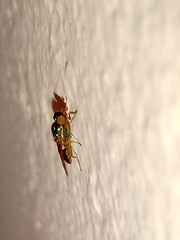 Microchrysa bicolor