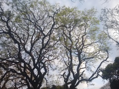 Tipuana tipu