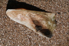 Trisidos tortuosa
