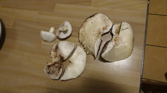 Agaricus crocodilinus