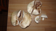 Agaricus crocodilinus