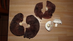 Agaricus crocodilinus