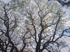 Tipuana tipu