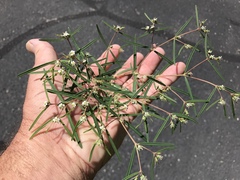 Euphorbia florida