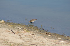 Calidris minutilla