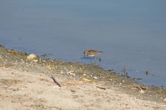 Calidris minutilla