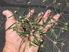 Euphorbia florida