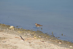 Calidris minutilla