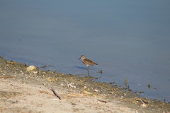 Calidris minutilla