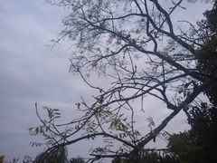 Tipuana tipu