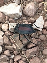 Eleodes suturalis
