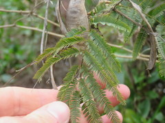 Senegalia bonariensis