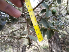 Quercus striatula