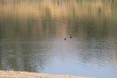 Aechmophorus clarkii