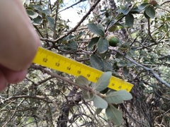 Quercus striatula