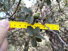 Quercus striatula