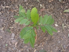 Cupania vernalis