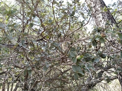 Quercus striatula