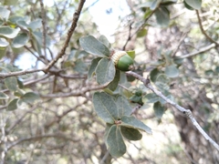 Quercus striatula