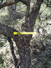 Quercus striatula