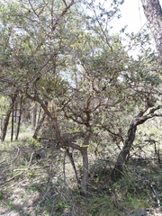 Quercus striatula