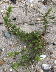 Salsola kali kali