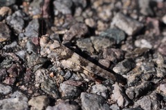 Trimerotropis topanga