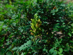 Indigofera fruticosa