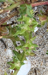 Salsola kali kali