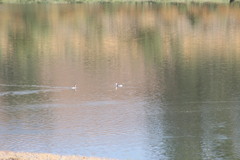 Aechmophorus clarkii