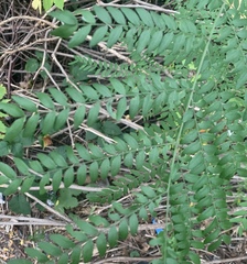 Gleditsia triacanthos