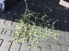 Euphorbia florida