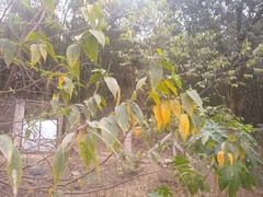 Trema micrantha
