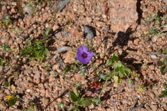 Clarkia tenella