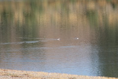 Aechmophorus clarkii