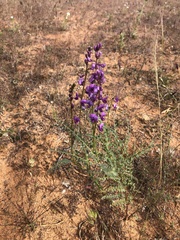 Swainsona microphylla