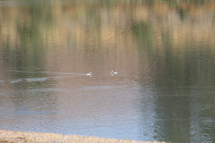 Aechmophorus clarkii