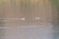 Aechmophorus clarkii