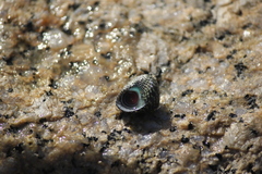 Chlorodiloma adelaidae
